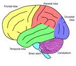 Labeled Lobes of the Brain