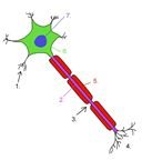 Neuron (Wikimedia Commons)
