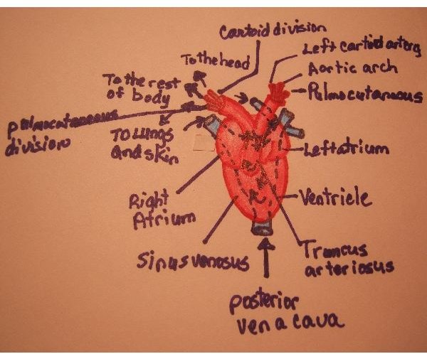 Science Homework: A Detailed Diagram of a Frog's Circulatory System
