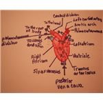 frog heart