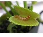 http://commons.wikimedia.org/wiki/File:Meal_worm_in_venus_fly_trap.jpg