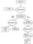 cellular respiration and photosynthesis