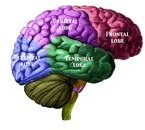 Labeled Lobes of the Brain