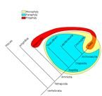 Phylogenetic Trees Common Ancestry