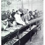 1913 Ford Assembly Line