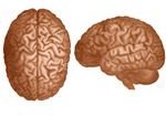 The Brain