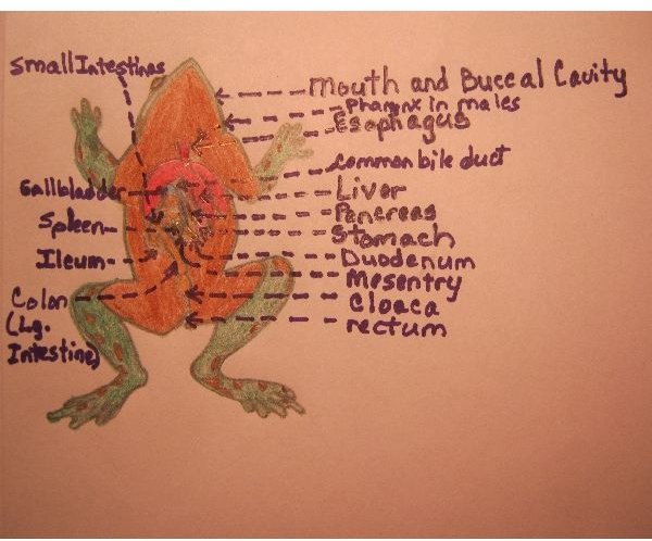 frog pancreas diagram