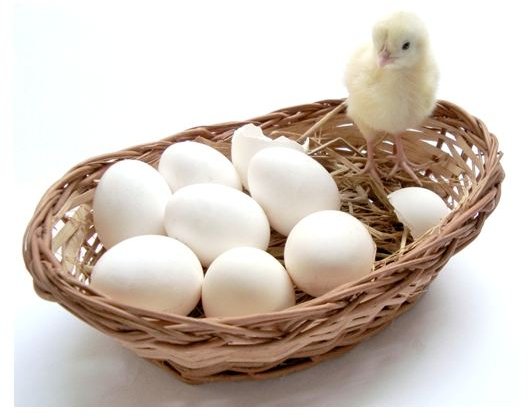 Homemade Egg Incubator Design