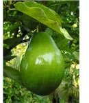 450px-Avacado on tree (closeup)