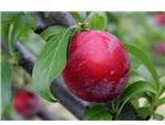 800px-Plum on tree