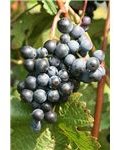 400px-Dornfelder Weinsberg 20080927 grapes