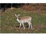Grazing Deer