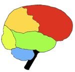 Blank Brain Lobe Diagram
