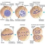 Cell Cycles: Three Engaging Activities for the Classroom