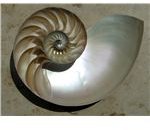 NautilusCutawayLogarithmicSpiral