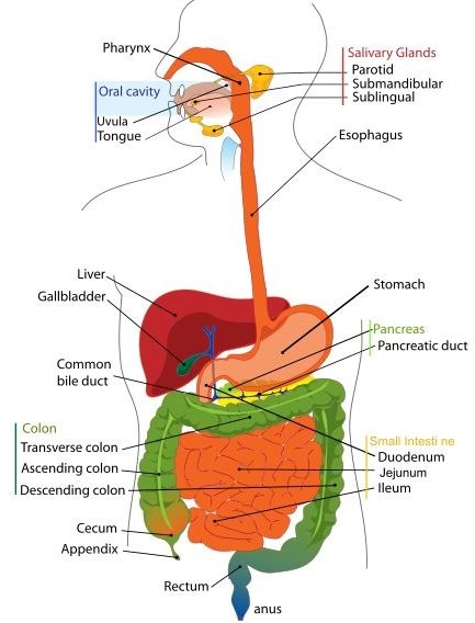 digestive system diagram main function of the digestive system ehow ...