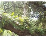 Resurrection Fern
