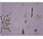 Green algae