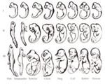Comparative Drawings of Embryos
