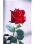 393px-Red rose