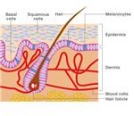 Early Childhood Lesson Plans + Human Body - skin drwilliamting