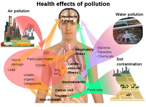 insecticides and pesticides affect the environment by