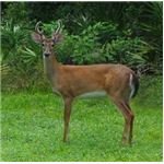 Texas white tailed deer habits