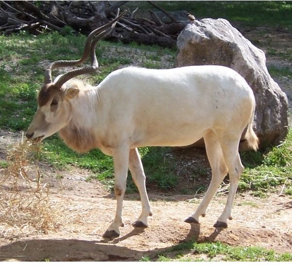 Animals Sahara Desert