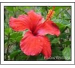 Red Hibiscus- Hawaiian Flower