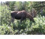 moose