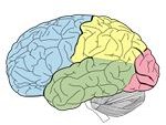 Unlabeled Lobes of the Brain