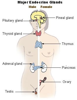 How Does the Endocrine System Work? Learn About the Glands and How ...
