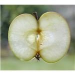 Apple slice