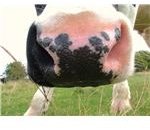 “Cow's nose” by Keven Law/Wikimedia Commons via Creative Commons Attribution-Share Alike 2.0 Generic license