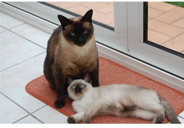 Siamese Cat Coat Color Genetics: Gene Mutation & Albinism—Also Found in