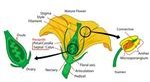 Labeled Diagram of a Flower