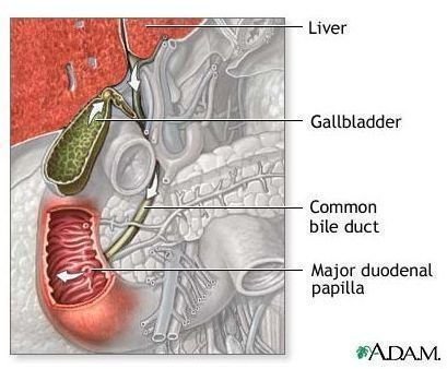 Learn about Bile Duct Cancer along with Causes, Symptoms, Diagnosis, and Treatment