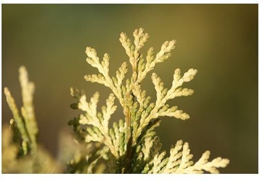 How to Use Thuja: Medicinal Uses, Benefits, and Risks