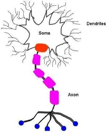 Neural Networks Fundamentals Explained