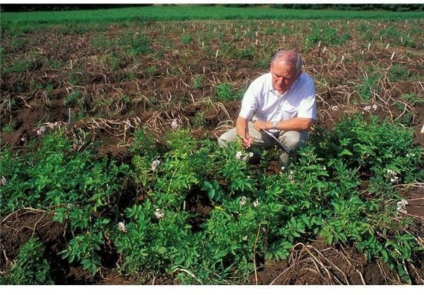 800px-Kartoffelforschung gross field scientist