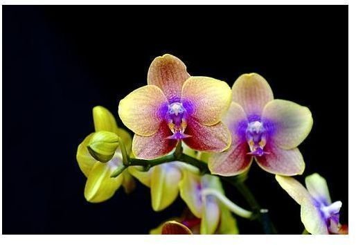 Orchids