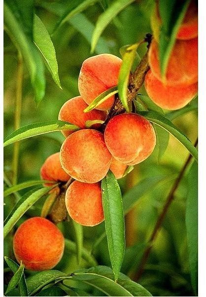 395px-Flameprince peaches