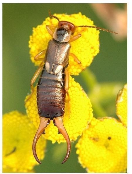 Earwig