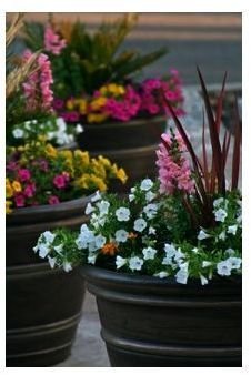 Organic Container Gardening: Choosing What to Grow