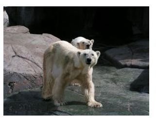Polar Ice Caps Melting Effects on Polar Bears