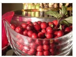 Natural Health Supplements: The Health Benefits of Cranberries