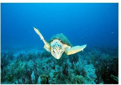 Loggerhead Sea Turtle Adaptations