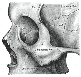 Learn About Zygomatic Bone and Zygomatic Arch