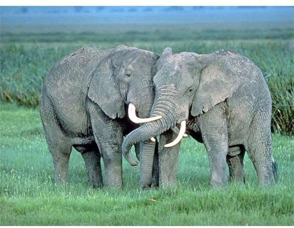 Ebay Banning Ivory Trade:  Rules Changed about Selling Elephant Ivory on Ebay