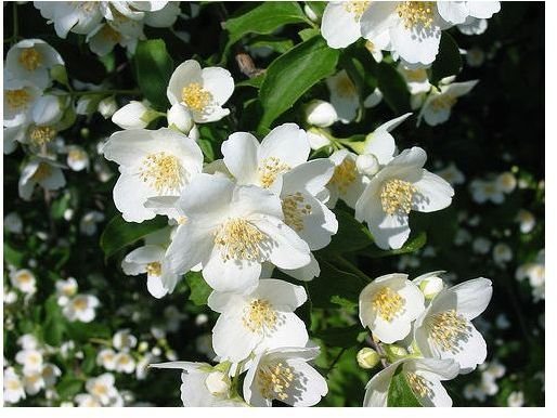 Healing with Jasmine Essential Oil: Benefits of Jasmine Oil
